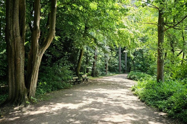 Outdoor - Stadtpark Hamburg Ein schmaler Weg im Hamburger Stadtpark, umgeben von hohen Bäumen und dichtem Laub.